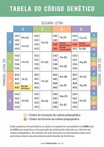 Código genético: entenda seu funcionamento e como decifrar