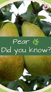 14 reactions | The Benefits of #Pear | The Food Glossary | Facebook