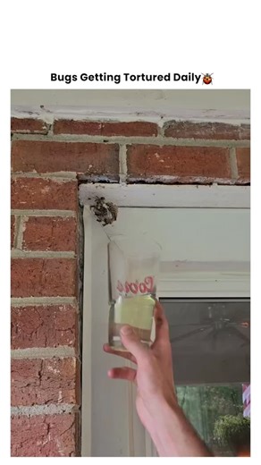 Bugs Getting Tortured 🪲 on Instagram: "When the Wasp Hive Gets a Gasoline Cocktail 🪰🔥🧊 They thought their paper fortress was secure... until a glass full of fuel became their liquid tomb. This isn't a removal—it's a flammable eviction. 💥 The Offense: Building a nest in a high-risk zone. 💥 The Method: Petrol immersion followed by ignition. 💥 The Reaction: A buzzing inferno trapped behind glass. 💥 The Result: Nest incinerated, wasps neutralized, glass slightly smoked. Sometimes you don't n