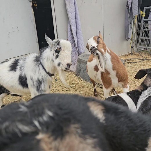 Exciting development for Stinky and our new goat, Topaz!!! After losing his buddy, Honey to the painful effects of CAE, Stinky has been a solo goat at the sanctuary. He came out of his lonely stall and never looked back. He's a senior goat and has developed a routine with wandering around to visit the donkeys and cows. In the mornings, volunteers lead him into the barn for goat pellets. Then, he's released to wander again. Good life? Yeah. But perhaps a little lonely for a herd animal. He would 