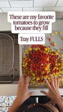 Cherry Tomatoes 🍅 are AMAZING for Roasting and growing bowlful's! #garden #tomato