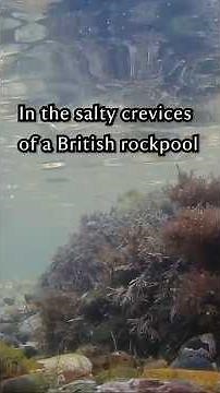 In the salty crevices of a British rockpool, there's more to life than you might think.
