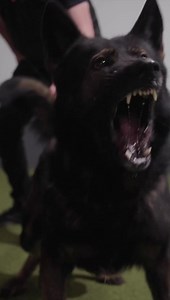 60K views · 2.6K reactions | Keep going ! Keep pushing ! Stay tuned  | Protection Dogs Worldwide | Facebook