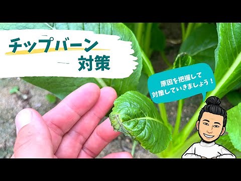 【農家必見】チップバーンの原因と対策について