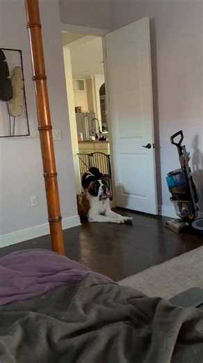 Gryphon already learned the morning howl. Meanwhile Pancake sits there confused like John Travolta in Pulp Fiction. | Raising Baby and Roasting Bacon