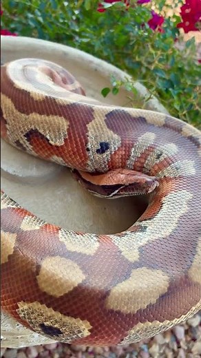 Huge Blood Python
