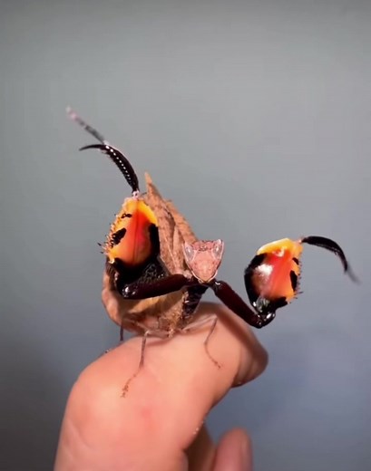 Meet the Fascinating Boxer Mantis: A Unique Exotic Pet!