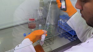 A Human Blood-Brain Interface Model to Study Barrier Crossings by Pathogens or Medicines and Their Interactions with the Brain