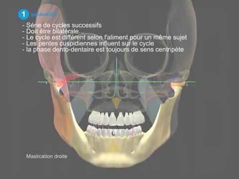 Mastication Fonctionnelle
