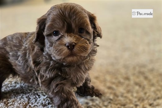 Niles - Shih-Poo Puppy 2C113C
