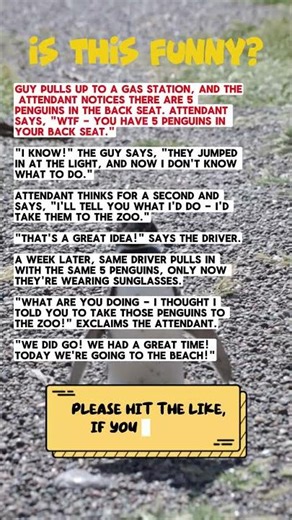 🐧 Funniest Penguin Joke Ever | From the Zoo to the Beach