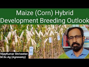 MAIZE (CORN) HYBRID DEVELOPMENT BREEDING OUTLOOK