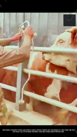 거대 소 통제하는 목장 작업 현장 #worker #process #bull #ranch #farm