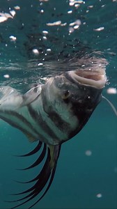 1.7K views · 17 reactions | Max catches his 1st Rooster Fish in Panama FOLLOW ON FACEBOOK, TWITTER, INSTAGRAM, YOUTUBE VIMEO, TUMBLR, TIKTOK, RUMBLE, & OUTDOORSMANSHOP.NET #panama #travel #fishing #gopro | The Outdoorsman with Max McNeely | Facebook