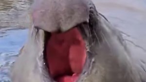 Elephant seal makes himself at home in seaside town