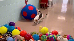 It was a VERY Merry Christmas here at the Animal Adoption Foundation! ❤️ We are beyond grateful to our community and volunteers who made this Christmas miracle happen for our dogs yesterday! These amazing toys will bring great happiness to our shelter residents throughout this next year, THANK YOU EVERYONE! #adoptionsaveslives #shelterdogsrock #volunteering | Animal Adoption Foundation