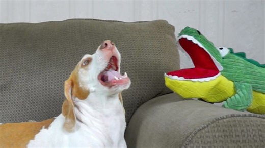 Dog reacts dramatically to sudden alligator puppet encounter