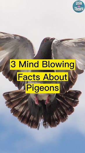Fascinating Facts About Pigeons: From Racing to Messaging