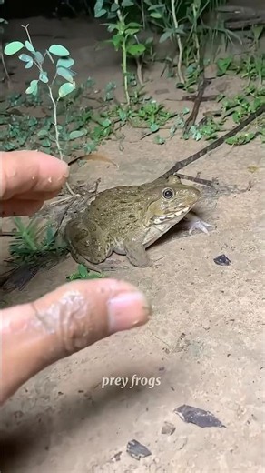 Catch big frogs funny | Try don't laugh | wepwep catching frogs make you laugh #shortsviral