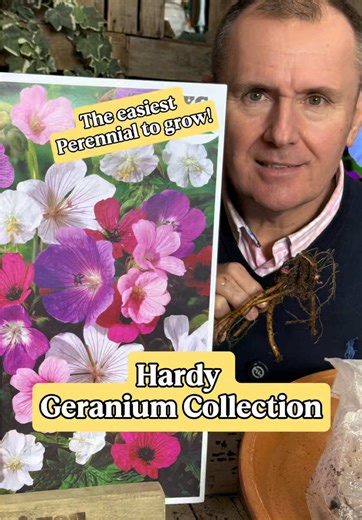 Hardy Geranium Collection 🌼 The plant that never quits 🌼 Easy, long-flowering, and perfect ground cover 💚 #HardyGeranium #LowMaintenanceGarden #GardenTok #YouGarden #garden
