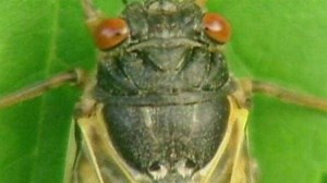 What you need to know about cicadas