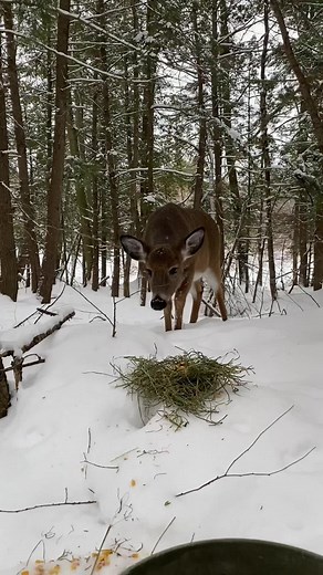 We welcome all visitots🦌 #wackywoodsfarm #wildlife #wildanimals #wildanimalsoftiktok #deersoftiktok #snacktime #cuteanimals #animallover #farmvisits #farmlife #ontario