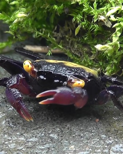 Aquager Indonesia on Instagram: "Orange Vampire Crabs are semi-terrestrial, omnivorous crabs that require a paludarium setup with both land and water. Key specifications include a tank temperature of 75-82 F (24-28 C), a pH of 7.5-8.0, and humidity of at least 75%. A minimum 5-gallon tank is recommended for a small group, and the enclosure should have a secure lid, land area, and a shallow water section. More information please contact us on WhatsApp : +6285135387658 Email : aquager.fish.indones
