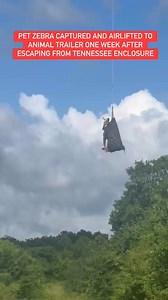 Video from Branson Wells shows Ed the zebra captured and airlifted to a waiting animal trailer. He is safe and no longer on the loose a week after escaping from his Rutherford County, TN enclosure.“We hired a team from Texas that was able to come up and capture him within an hour. He is safe and 100% healthy. This has been a long stressful week and I am so happy that it ended the way it did and no one got hurt.” - Laura Ford, owner #zebra #tennessee | Amanda Hara