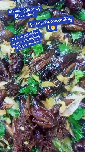 Exploring Culinary Delights: Insects and Vegetables Dish