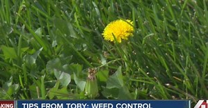 Tips from Toby: Controlling weeds in your yard