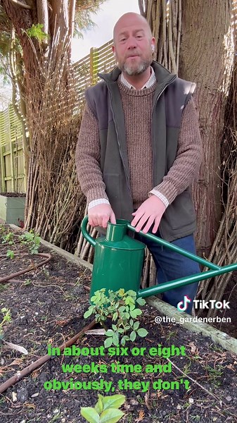 Essential Watering Tips for Newly Planted Roses