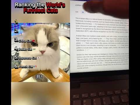 #funny #cat #arbiancat #frenchcat #cat #funny #memes #fast #mrbeast #viralvideo #viralshorts #follow