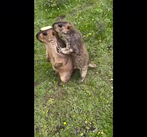 Funny groundhog cookie heist, in Shandong, China