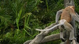 Proboscis Long-nosed Monkey Nasalis larvatus is arboreal monkey with...