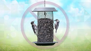 It's spring: Time to take down that bird feeder