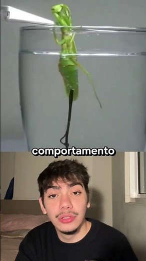 How does the hairworm control the praying mantis?