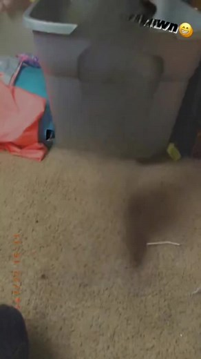 #mylifedolls like and follow Tysm