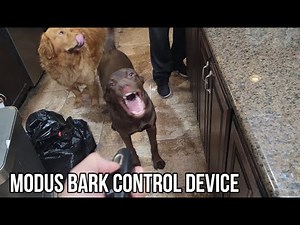 MODUS Bark Control Device