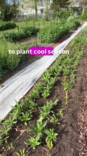 YES it is too late to plant spring bloomers— cause it is spring! BUT now is the time to get