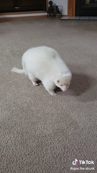 Gus the Skunk 🦨 Skunk noises 😊 | Animal Noises