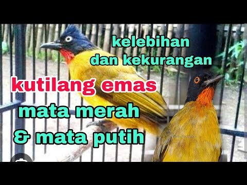 kelebihan dan kekurangan kutilang emas mata merah dan mata putih