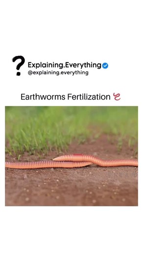 Explaining Everything on Instagram: "Earthworms are hermaphrodites, meaning each individual has both male and female reproductive organs. During mating, two earthworms align ventrally and exchange sperm. Each worm then stores the received sperm in a specialized sac. Later, each worm secretes a mucus ring from its clitellum, which moves forward, collecting eggs and the stored sperm, leading to fertilization. This ring eventually slips off the worm’s body, forming a cocoon in which the fertilized 