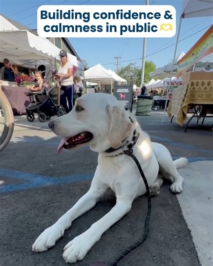 Confidence in public! #labrador #dogtraining #shorts