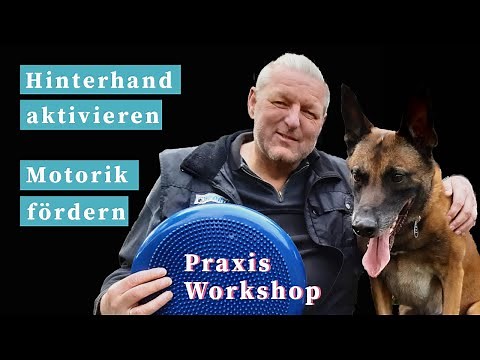 Hund Hinterhand trainieren - Motorik fördern