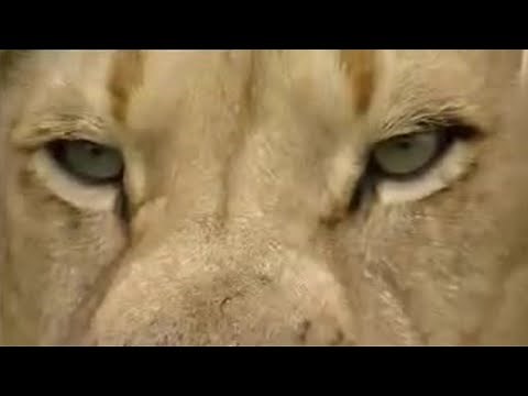 Into the Lion's Den! | Extreme Animals | BBC Studios
