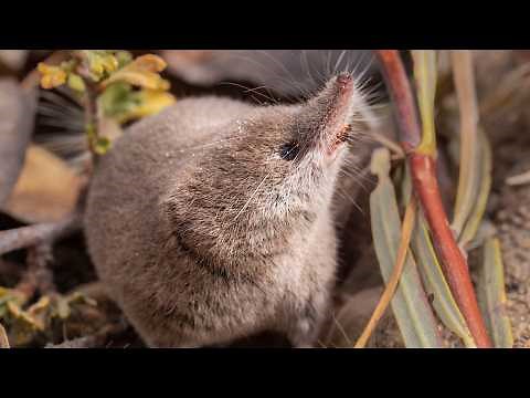 Berkeley students capture first images of rare shrew