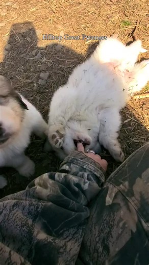 Boy time! The boys and I are having a good cuddle while making videos for their future pyrents. Great Pyrenees, great Pyrenees puppies, livestock guardian, livestock Guardian dogs, puppy training, dog training, adorable puppies, working dog, livestock guardian breed, LGD, homestead education, Tennessee farm, dog breeder, big white dog, giant dogs, pyr paw . . . . #hilltopgreatpyrenees #greatpyrenees #livestockguardiandog greatpyreneesofig greatpyreneesofthehour greatpyreneeslife adorablepuppies 