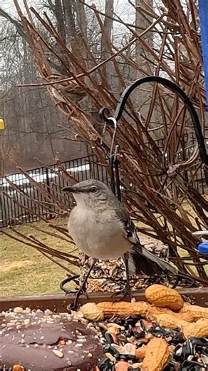 Mockingbird Visits the Feeder in the Rain 🌧️