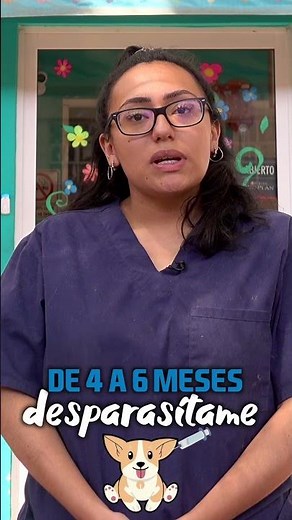 ¿Cuántas veces se le desparasita a un perro? Consejos veterinarios - Lord Totopo