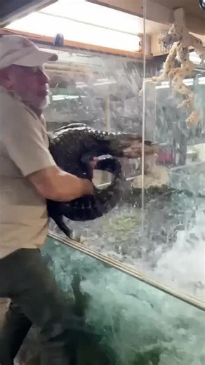 This alligator is always a hand full 😅 anyone who’s a parent would know 🐊